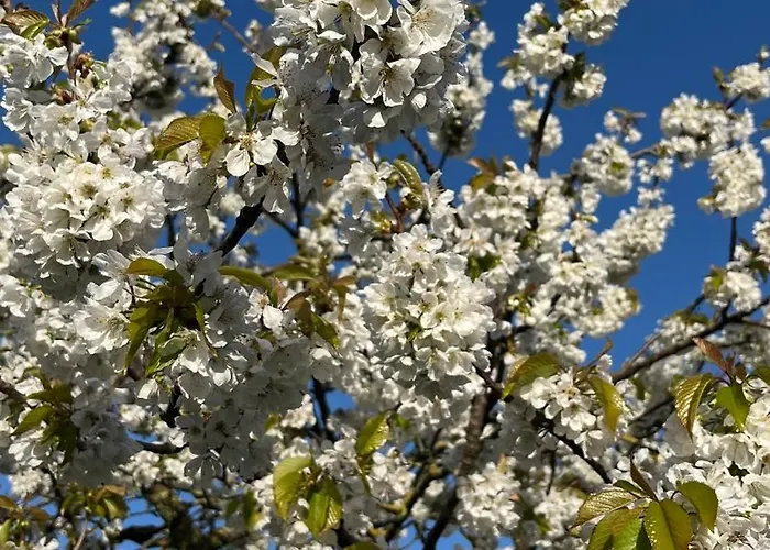 Feriehus Cathy Dives-sur-Mer